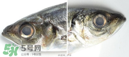 怎么自制死魚眼眼鏡？死魚眼眼鏡哪里買？