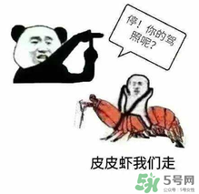 皮皮蝦為何突然火了？皮皮蝦怎么火的？