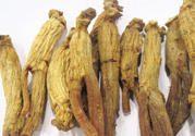 高麗參適合什么人吃？什么人不能吃高麗參？
