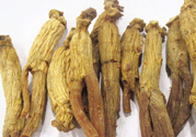 高麗參怎么吃效果最好？高麗參的正確吃法