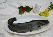 清江魚(yú)熱量高嗎？吃清江魚(yú)會(huì)胖嗎？