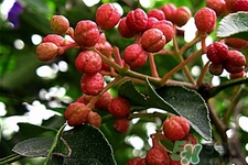 花椒可以泡水喝嗎？花椒泡水喝有什么作用？