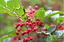 花椒真的能治打呼嚕嗎？花椒水治打呼嚕有效嗎？