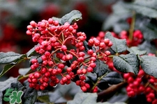 花椒水治腳氣管用嗎？花椒水泡腳可以治腳氣嗎？