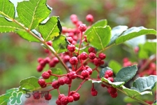 花椒水能治痔瘡嗎？花椒水治痔瘡有效果嗎？