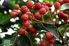花椒水能治痔瘡嗎？花椒水治痔瘡有效果嗎？