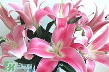 春天開的花有哪些？春天都開什么花？