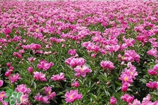 春天開的花有哪些？春天都開什么花？