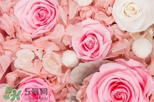 春天開的花有哪些？春天都開什么花？