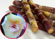 甘蔗發(fā)霉能吃嗎？吃了發(fā)霉的甘蔗怎么辦？