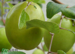 懷孕初期能吃青棗嗎？懷孕初期吃青棗好嗎？