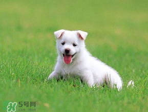 狗狗可以吃青棗嗎？狗狗能不能吃青棗？