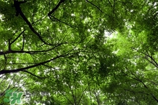 倒春寒如何養(yǎng)生？倒春寒養(yǎng)生需注意五點