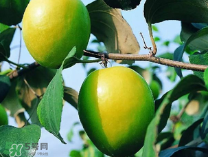 青棗吃多了會胖嗎？吃青棗會不會發(fā)胖？