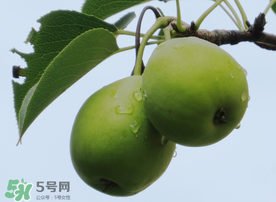 吃青棗可以減肥嗎？減肥可以吃青棗嗎？
