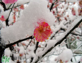 春天下雪意味著什么？春天為什么會(huì)下雪？
