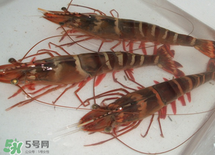 活蝦為什么要灌膠水？活蝦灌膠水有什么用？