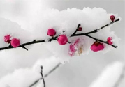 如何預(yù)防倒春寒？怎么預(yù)防倒春寒？