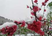 春天下雪意味著什么？春天為什么會(huì)下雪？