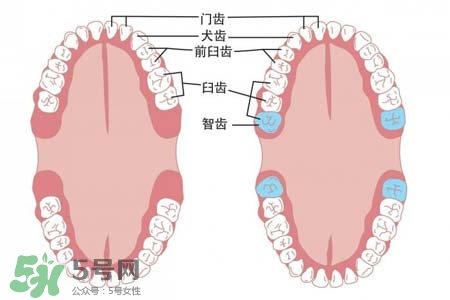智齒會引起耳鳴嗎？耳鳴跟智齒有關系嗎？