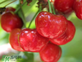 櫻桃有點苦怎么回事？櫻桃有點苦可以吃嗎？