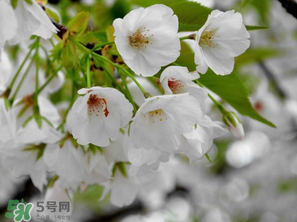 2017年武大櫻花什么時(shí)候開(kāi)？2017年武大櫻花最佳觀賞時(shí)間