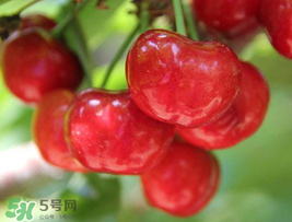 櫻桃為什么這樣紅？櫻桃為什么是紅色？