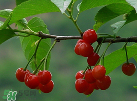 櫻桃為什么這樣紅？櫻桃為什么是紅色？