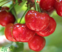櫻桃為什么有一股藥味？櫻桃有藥味怎么辦？