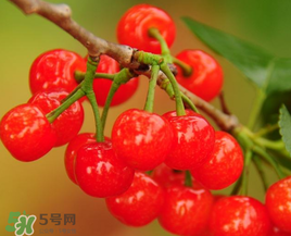 櫻桃什么時候成熟？櫻桃什么時候上市？