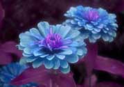 3月份開什么花？3月份開的花有哪些？