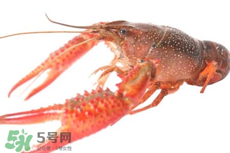 小龍蝦是海鮮嗎？小龍蝦屬于海鮮嗎？