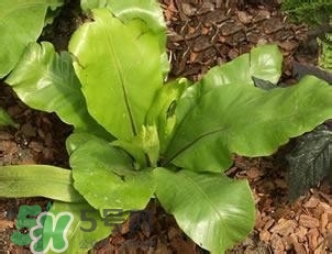 負卡路里的食物有哪些？負卡路里食物真的吃不胖嗎？