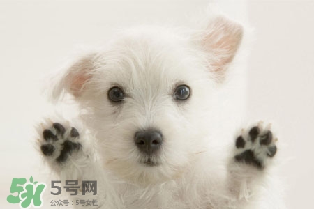 禽流感可以養(yǎng)狗嗎？禽流感期間能養(yǎng)狗嗎？
