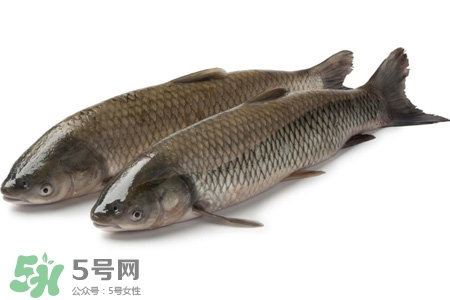 草魚(yú)能生吃嗎？草魚(yú)可以直接生吃嗎？