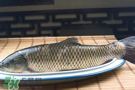 草魚(yú)能生吃嗎？草魚(yú)可以直接生吃嗎？