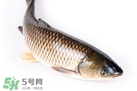 孕婦可以吃草魚嗎？懷孕了能吃草魚嗎？