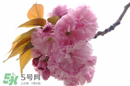 3月初日本的櫻花開了嗎？2017年日本櫻花季預(yù)測(cè)