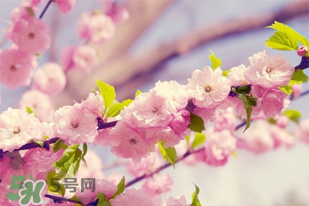 櫻花一般什么時(shí)候開？櫻花一般幾月份開？