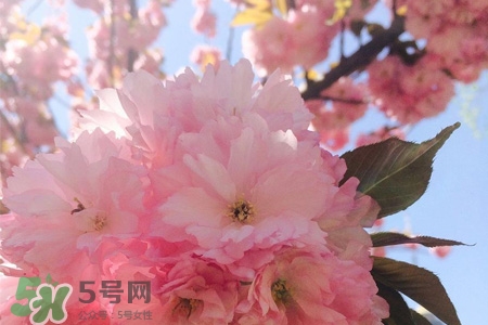 櫻花一般開(kāi)多久？櫻花一般持續(xù)多久？