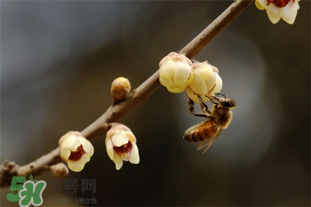驚蟄吃什么食物好？驚蟄吃什么傳統(tǒng)食物？