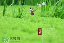 驚蟄吃什么蔬菜好？驚蟄節(jié)氣養(yǎng)生吃什么蔬菜？