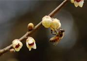 驚蟄是什么意思？驚蜇是什么節(jié)氣？