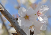 櫻花的花語(yǔ)是什么？櫻花代表什么意思？
