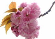 櫻花一般開多久？櫻花一般持續(xù)多久？