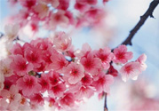 3月份有櫻花嗎？三月份櫻花都開了嗎？