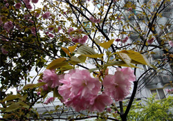 4月份適合種什么花？四月份種什么花好？