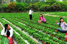 4月份可以摘草莓嗎？四月份有草莓可以摘嗎？