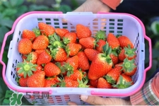 什么天氣摘草莓比較好？天氣多少度摘草莓最好？