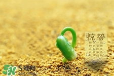 驚蟄如何養(yǎng)生？驚蟄前后如何養(yǎng)生？